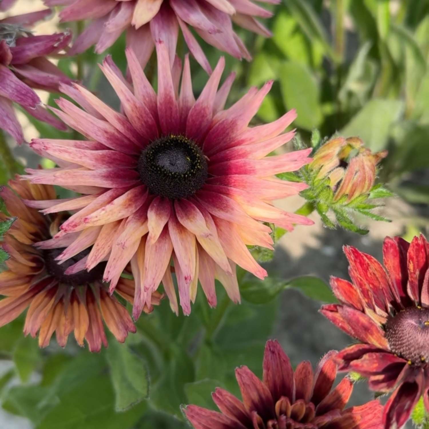 Rudbeckia 'Hirta Sahara' (graines)